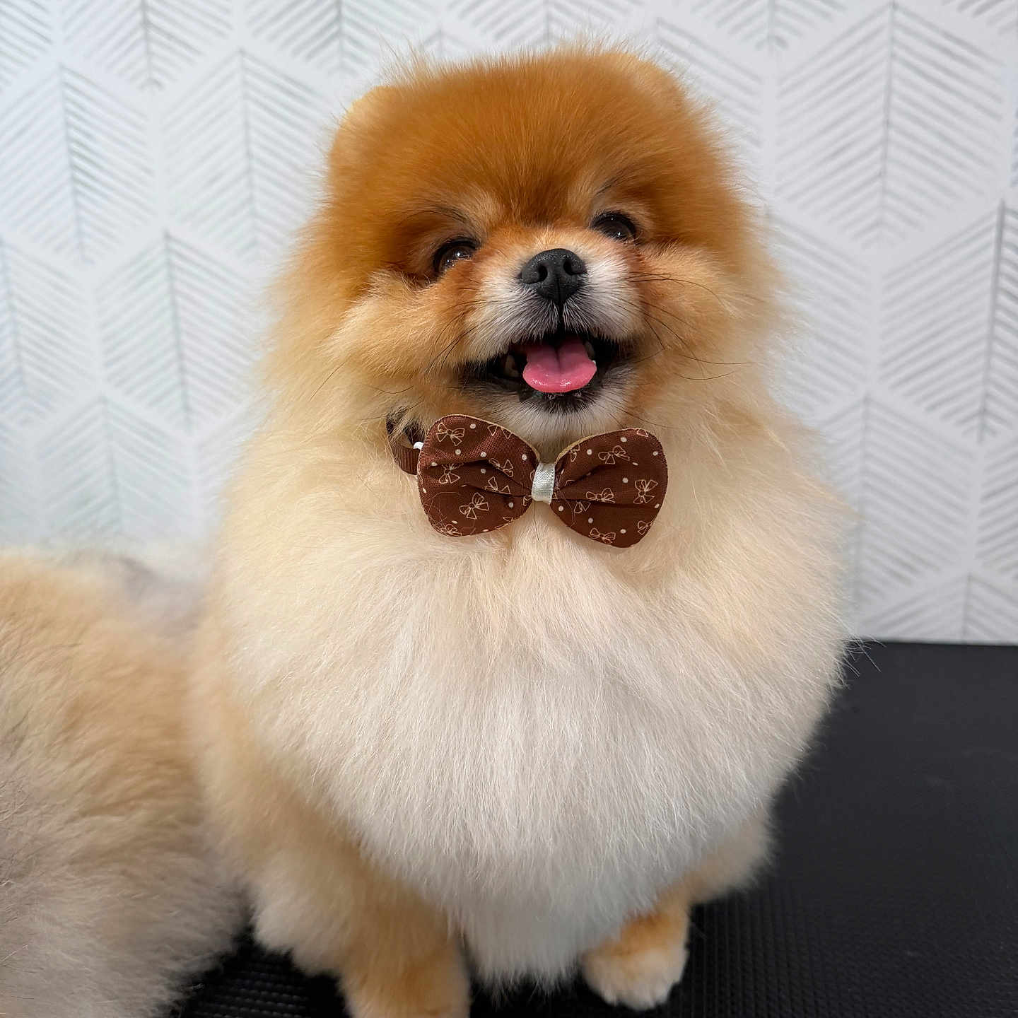 Leo joined the competition — help win amazing prizes! dog, pomeranian, puppy, small_dog, fluffy, long_hair, brown_and_white, sitting, bow_tie, collar, tongue_out, open_mouth, happy, cute, portrait, pet, grooming_table, indoor, patterned_background, studio_lighting
