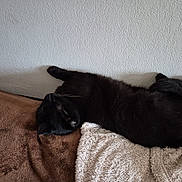 Pantoufle participe au concours pour gagner de l'argent avec cette photo : black_cat, cat, sleeping, resting, indoor, blanket, brown_blanket, white_blanket, wall, fur, pet, animal, relaxing, cozy, feline, cute, domestic_cat, soft_texture, laying_down, quiet