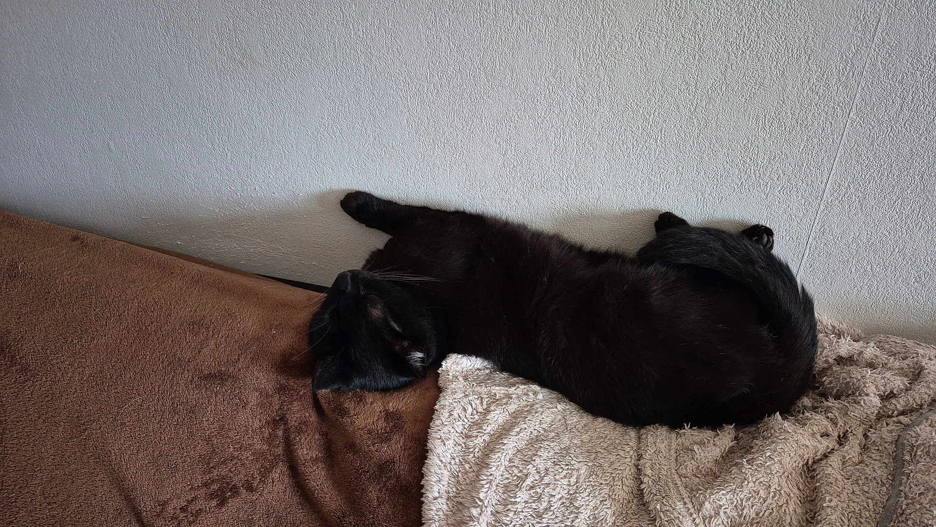 Pantoufle participe au concours pour gagner de l'argent avec cette photo : black_cat, cat, sleeping, resting, indoor, blanket, brown_blanket, white_blanket, wall, fur, pet, animal, relaxing, cozy, feline, cute, domestic_cat, soft_texture, laying_down, quiet