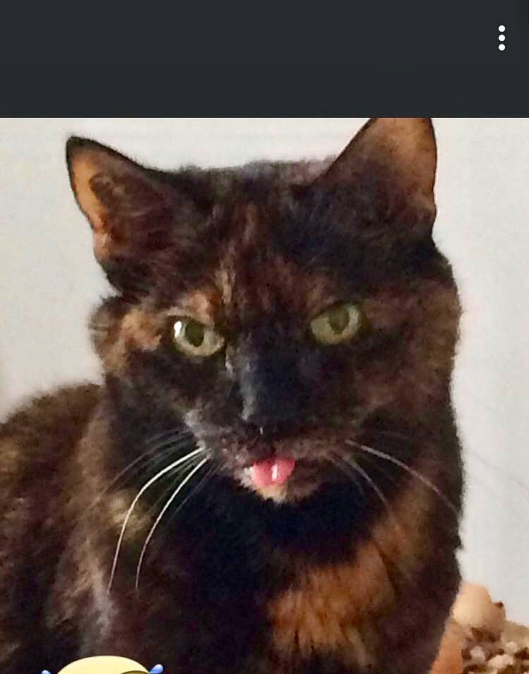 Prune participe au concours pour gagner de l'argent avec cette photo : bombay, carnivore, cat, domestic_short_haired_cat, felidae, fur, photo_caption, serveware, small_to_medium_sized_cats, snapshot, snout, square, tableware, terrestrial_animal, whiskers, window