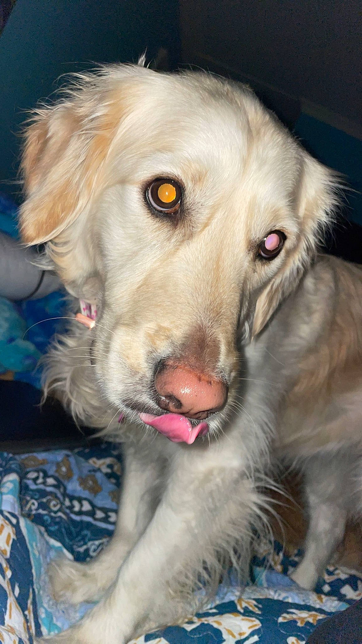 Harper is registered to the contest to win money with this photo: ball, canidae, carnivore, companion_dog, dog, dog_breed, ear, fang, fawn, fur, gun_dog, snout, sporting_group, whiskers, working_dog