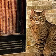 George is registered to the contest to win money with this photo: cat, tabby, fireplace, stone_wall, tile_floor, indoor, pet, animal, curious, alert, sitting, wide_eyes, feline, cozy, home, fur, whiskers, ears, mammal, domestic