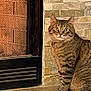 cat, tabby, fireplace, stone_wall, tile_floor, indoor, pet, animal, curious, alert, sitting, wide_eyes, feline, cozy, home, fur, whiskers, ears, mammal, domestic