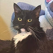 Kaguya is registered to the contest to win money with this photo: animal, black_and_white, blanket, cat, comfort, cozy, cute, ears, feline, fur, indoor, looking, pet, plush, portrait, relaxed, soft, tuxedo_cat, whiskers, yellow_eyes