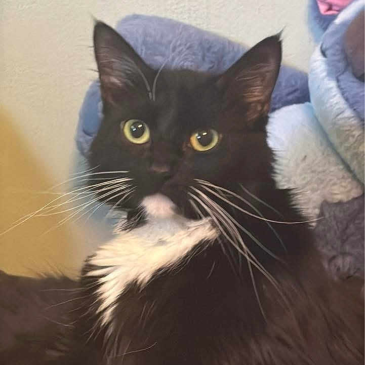 Kaguya is registered to the contest to win money with this photo: animal, black_and_white, blanket, cat, comfort, cozy, cute, ears, feline, fur, indoor, looking, pet, plush, portrait, relaxed, soft, tuxedo_cat, whiskers, yellow_eyes