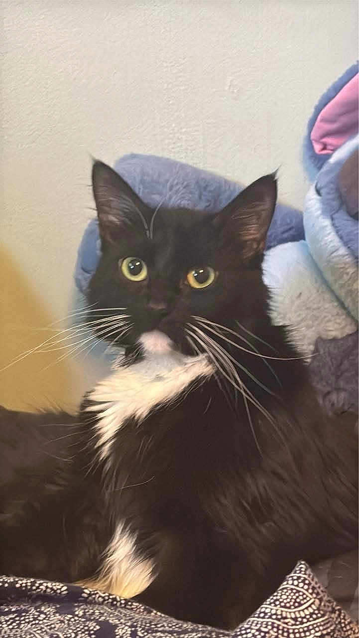Kaguya is registered to the contest to win money with this photo: animal, black_and_white, blanket, cat, comfort, cozy, cute, ears, feline, fur, indoor, looking, pet, plush, portrait, relaxed, soft, tuxedo_cat, whiskers, yellow_eyes
