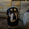 dog, black_and_tan, portrait, sitting, indoors, living_room, sofa, couch, pet, animal, canine, face, eyes, nose, ears, short_hair, looking_at_camera, bokeh, dim_lighting, home