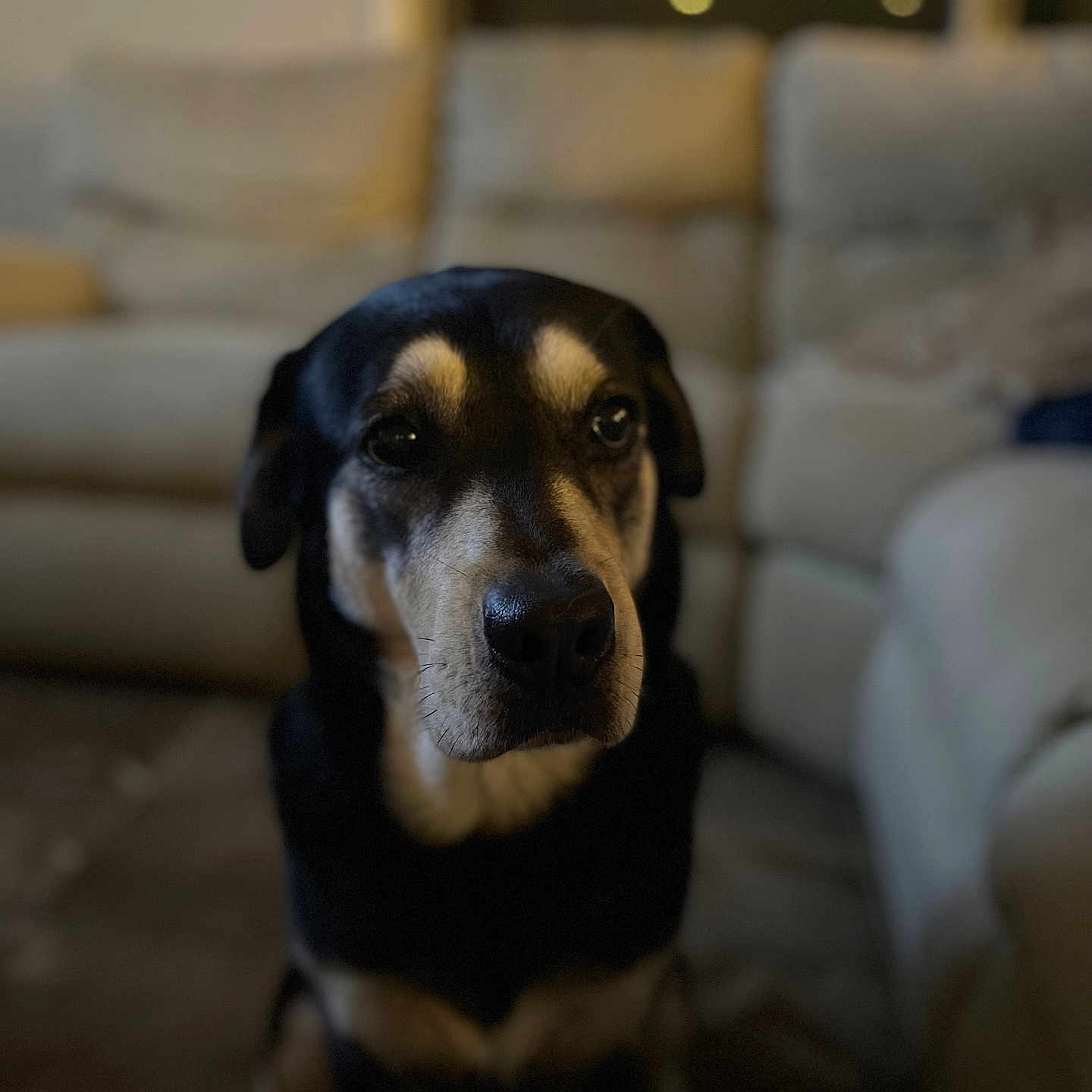 Coco joined the competition — help win amazing prizes! dog, black_and_tan, portrait, sitting, indoors, living_room, sofa, couch, pet, animal, canine, face, eyes, nose, ears, short_hair, looking_at_camera, bokeh, dim_lighting, home