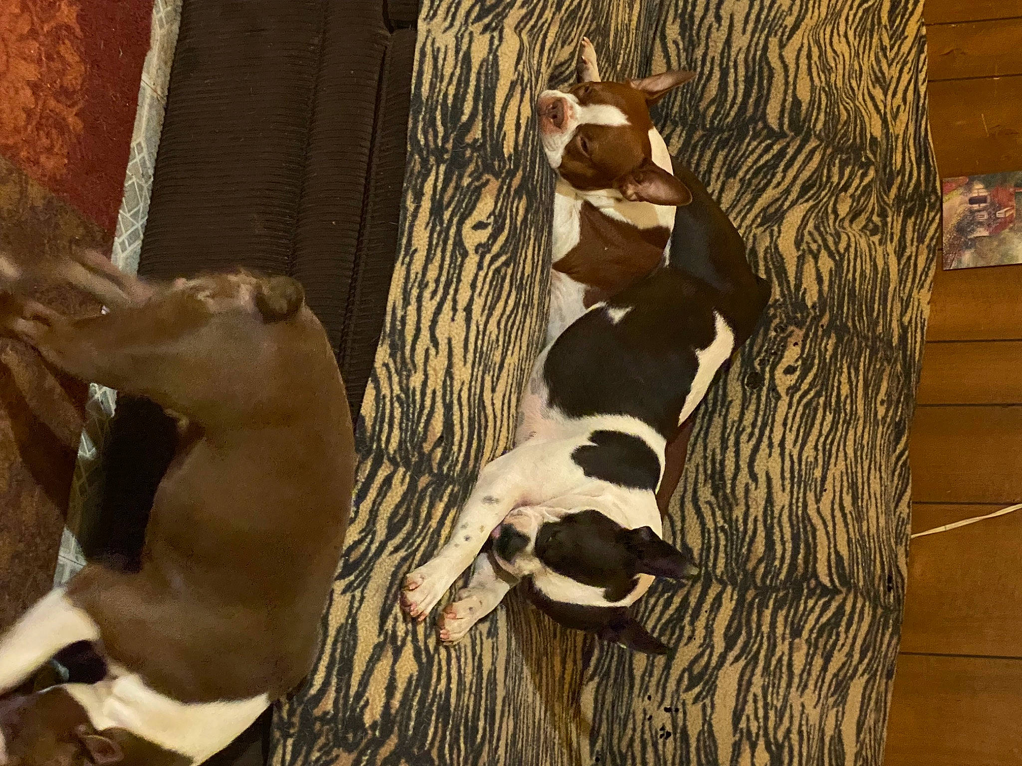 Raising Cain joined the competition — help win amazing prizes! art, fawn, hardwood, livestock, mammal, pack_animal, plywood, rectangle, shadow, snout, stallion, tail, terrestrial_animal, tree, trunk, vertebrate, visual_arts, wildlife, wood, working_animal