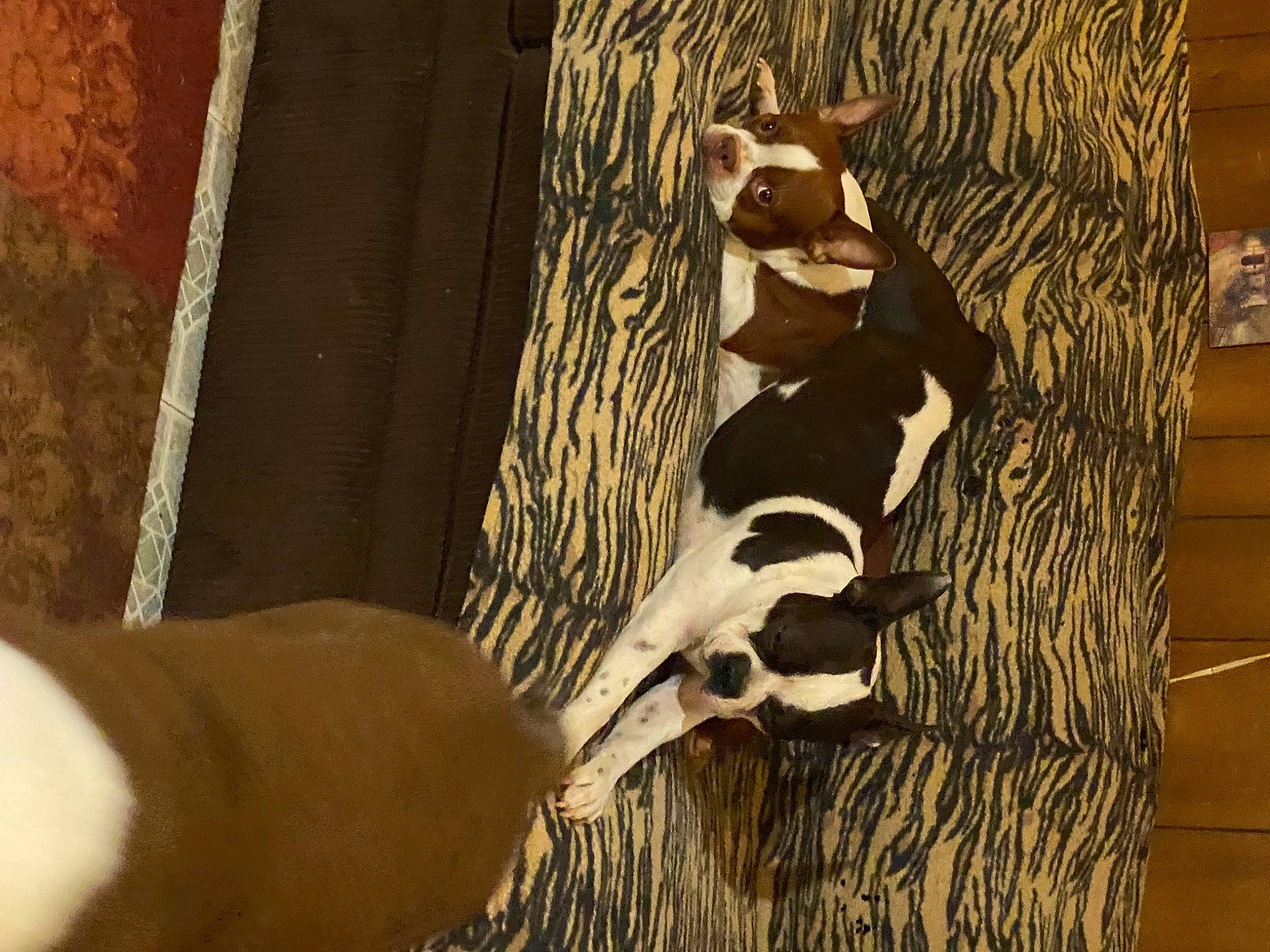 Raising Cain is registered to the contest to win money with this photo: art, door, elbow, fawn, felidae, flooring, fur, gesture, hardwood, human_leg, pattern, room, shadow, tail, terrestrial_animal, tints_and_shades, tree, visual_arts, wood, wrist