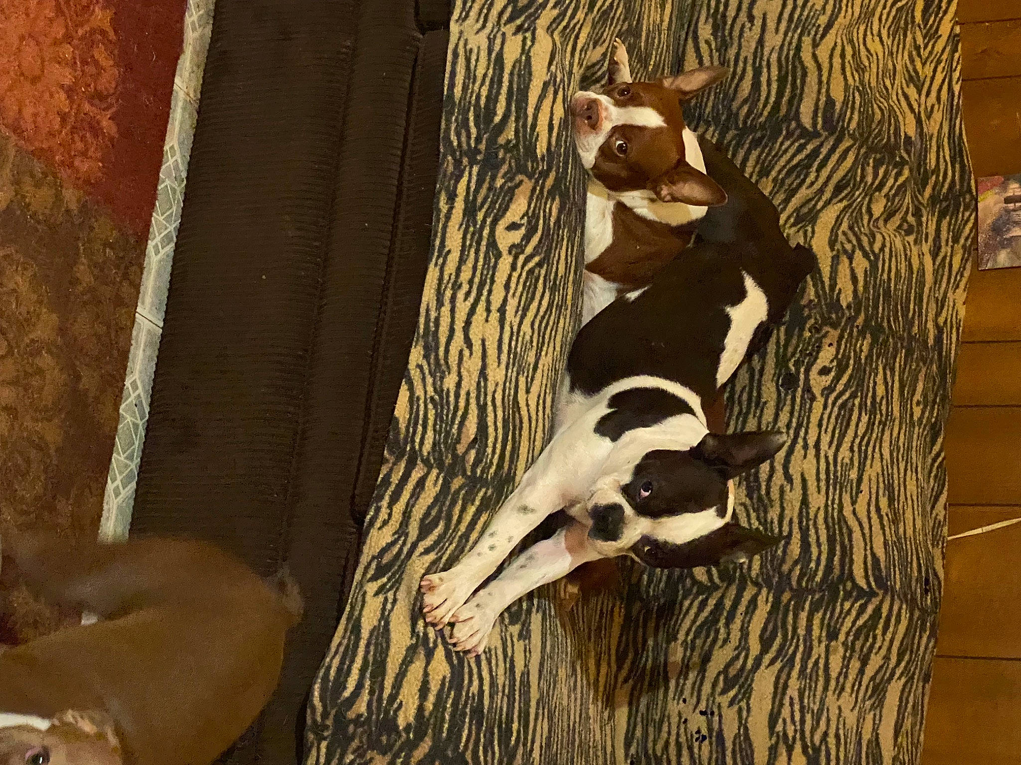 Raising Cain is registered to the contest to win money with this photo: art, carnivore, door, fawn, felidae, fur, hardwood, shadow, small_to_medium_sized_cats, snout, tail, terrestrial_animal, tints_and_shades, tree, trunk, visual_arts, wildlife, window, wood, working_animal