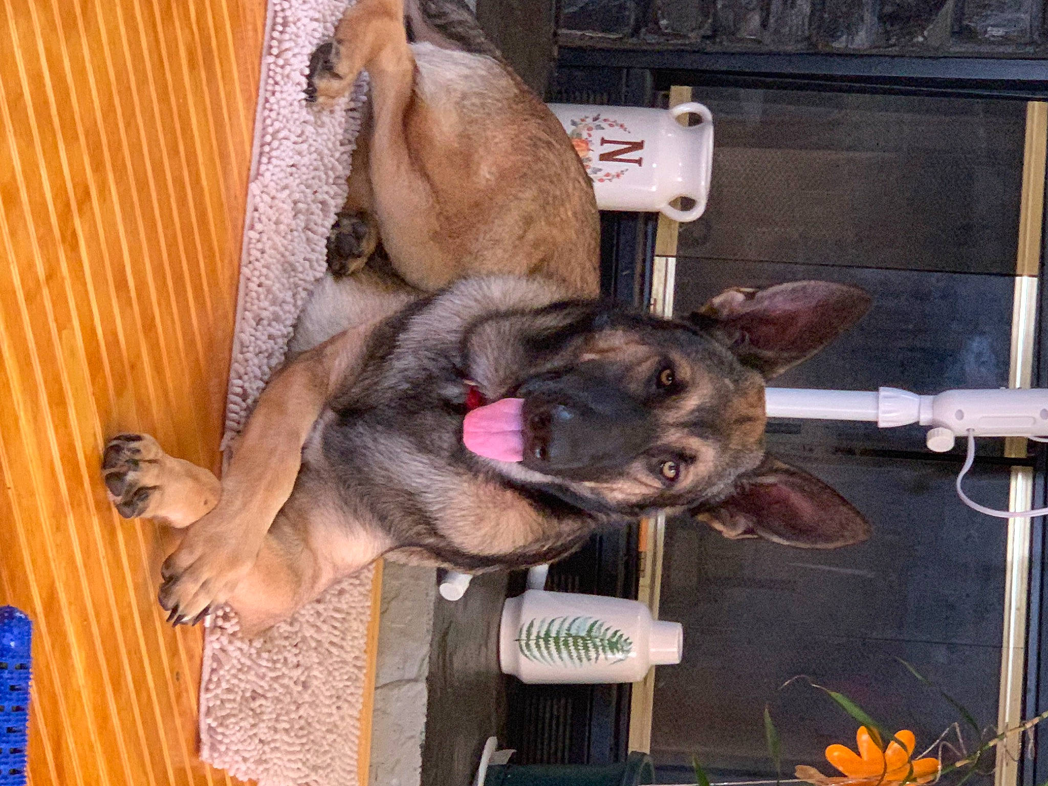 Skeeter joined the competition — help win amazing prizes! biting, canidae, carnivore, collar, companion_dog, dog, dog_breed, fawn, fur, giant_dog_breed, liver, non_sporting_group, plant, sporting_group, working_animal