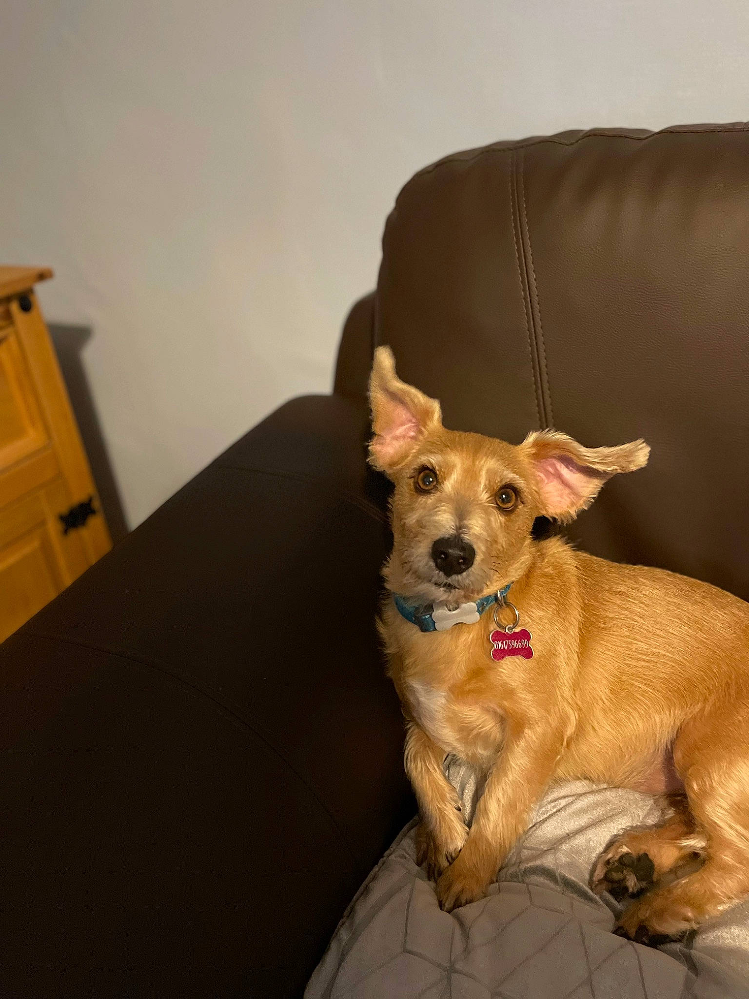 Lucky joined the competition — help win amazing prizes! carnivore, chair, collar, comfort, companion_dog, couch, dog, dog_breed, dog_supply, drawer, fawn, flooring, furniture, hardwood, snout, sporting_group, tail, whiskers, wood, working_animal