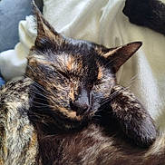 Naya a rejoint le concours — aidez-le/la à gagner de superbes lots ! cat, tortoiseshell, sleeping, furry, pet, cozy, whiskers, paw, closeup, relaxing, domestic_animal, mammal, fur, cute, animal, resting, blanket, indoor, soft, adorable