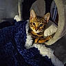 cat, kitten, bengal_cat, blanket, blue_blanket, cozy, feline, pet, indoor, cat_tunnel, curious, cute, snuggled, fur, whiskers, ears, paw, resting, soft, warm