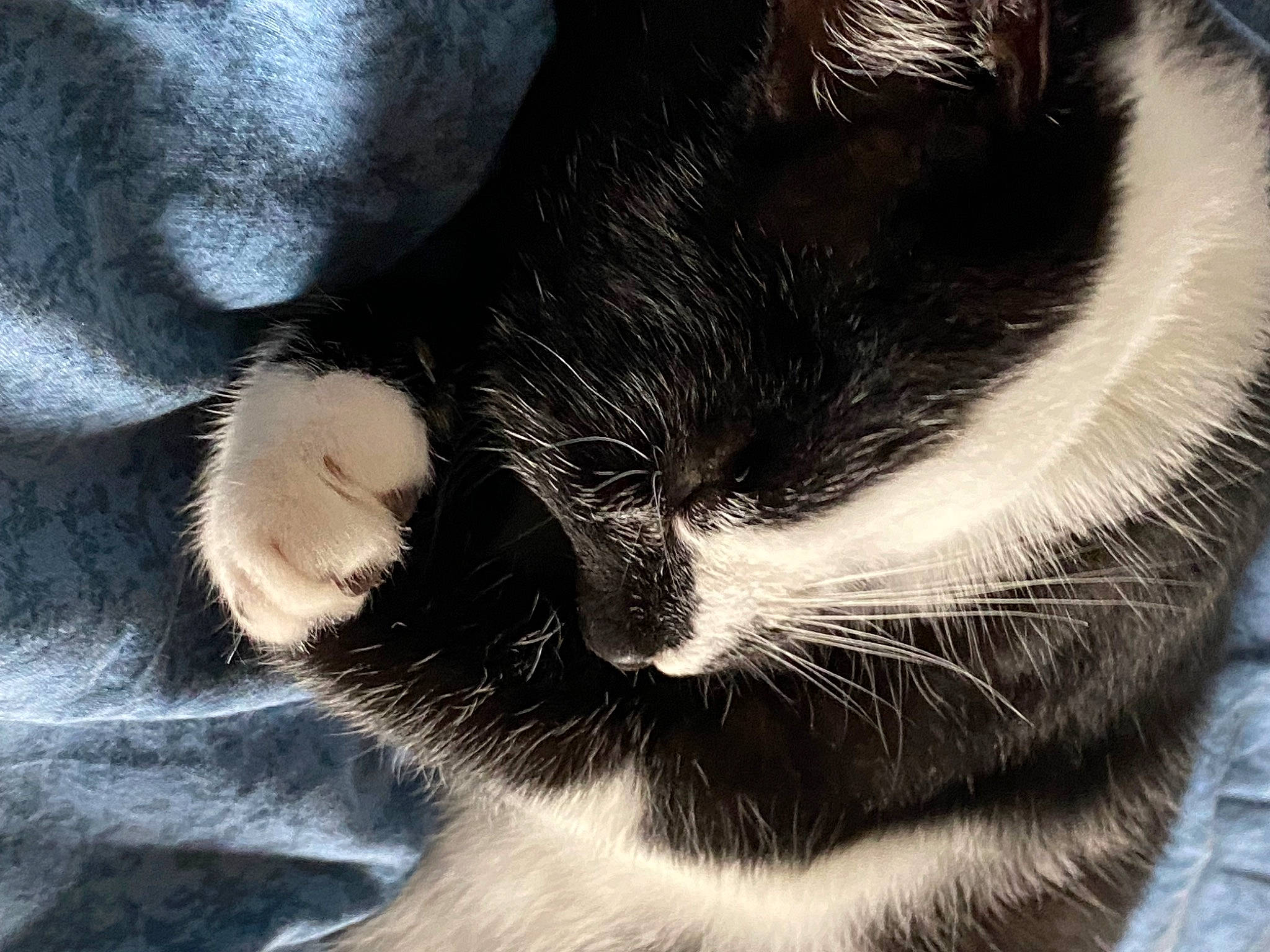 Muxu a rejoint le concours — aidez-le/la à gagner de superbes lots ! black_cat, carnivore, cat, claw, comfort, domestic_short_haired_cat, felidae, foot, fur, human_leg, mammal, monochrome_photography, nap, paw, small_to_medium_sized_cats, snout, tail, terrestrial_animal, vertebrate, whiskers