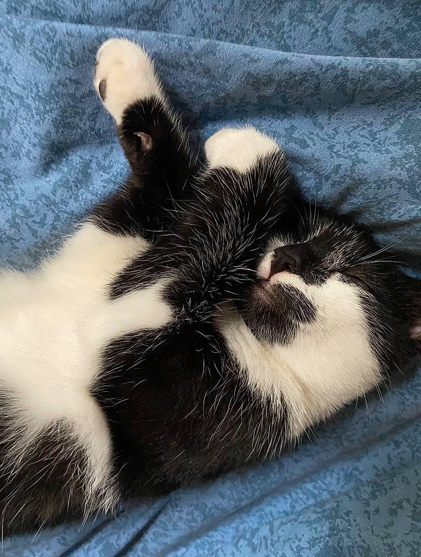 Muxu a rejoint le concours — aidez-le/la à gagner de superbes lots ! carnivore, cat, cat_bed, claw, cloud, comfort, companion_dog, dog_breed, domestic_short_haired_cat, felidae, fur, grey, human_leg, nap, paw, small_to_medium_sized_cats, tail, terrestrial_animal, whiskers