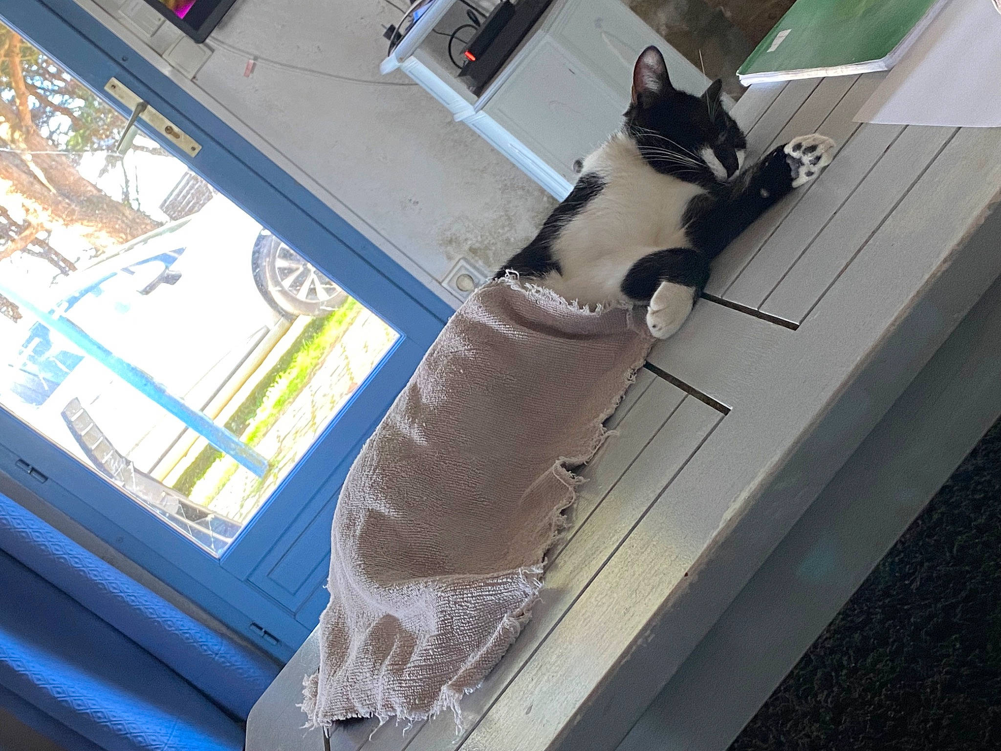 Muxu participe au concours pour gagner de l'argent avec cette photo : auto_part, automotive_exterior, automotive_window_part, bumper, cat, composite_material, flooring, gas, glass, machine, metal, motor_vehicle, roof, vehicle, vehicle_door, window, windshield, wood