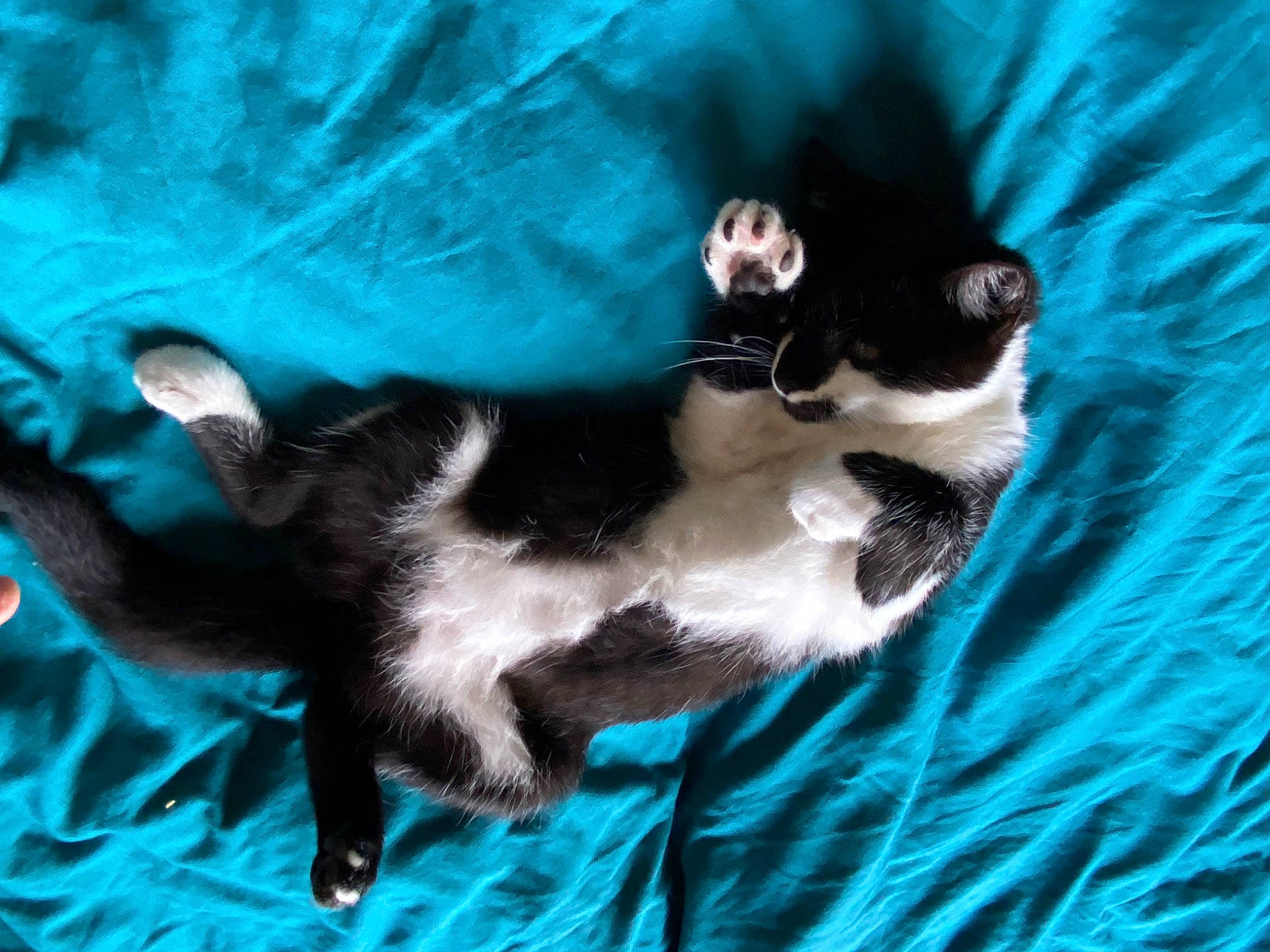 Muxu a rejoint le concours — aidez-le/la à gagner de superbes lots ! carnivore, cat, claw, comfort, domestic_short_haired_cat, electric_blue, felidae, foot, fur, linens, paw, small_to_medium_sized_cats, tail, tree, whiskers