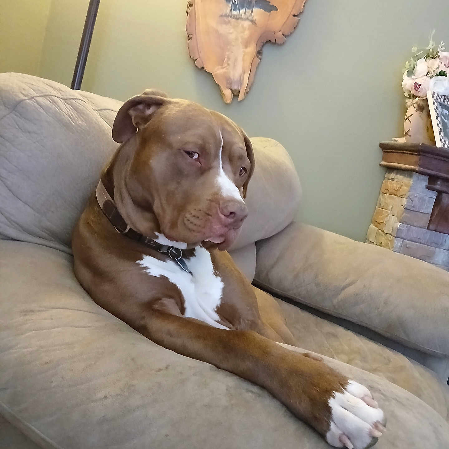 Buster Bama joined the competition — help win amazing prizes! brown_dog, collar, couch, cozy, deer_painting, dog, fireplace, flowers, furniture, home_decor, indoor, lamp, living_room, pet, relaxed, sofa, stone_fireplace, vase, white_patch, wooden_plaque