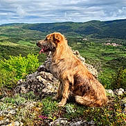 Nux a rejoint le concours — aidez-le/la à gagner de superbes lots ! dog, outdoor, nature, landscape, mountain, rock, grass, cloud, sky, greenery, animal, pet, wildlife, scenic, view, tongue_out, sitting, fur, hill, adventure