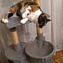 cat, calico_cat, cat_tree, indoor, pet, furniture, curtains, floor, tile_floor, relaxing, animal, whiskers, fur, scratching_post, home, domestic, playful, resting, toy, cactus_decoration