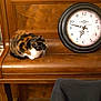 Sybelle a rejoint le concours — aidez-le/la à gagner de superbes lots ! cat, calico_cat, piano, clock, wooden_furniture, indoor, decor, basket, jacket, floor_tiles, bench, vintage, home, cozy, tabletop, ornament, animal, pet, still_life, quiet