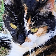 Sybelle a rejoint le concours — aidez-le/la à gagner de superbes lots ! cat, calico, close_up, yellow_eyes, whiskers, fur, animal, pet, outdoor, grass, face, portrait, nature, curious, feline, mammal, ears, nose, alert