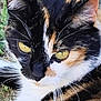 cat, calico, close_up, yellow_eyes, whiskers, fur, animal, pet, outdoor, grass, face, portrait, nature, curious, feline, mammal, ears, nose, alert