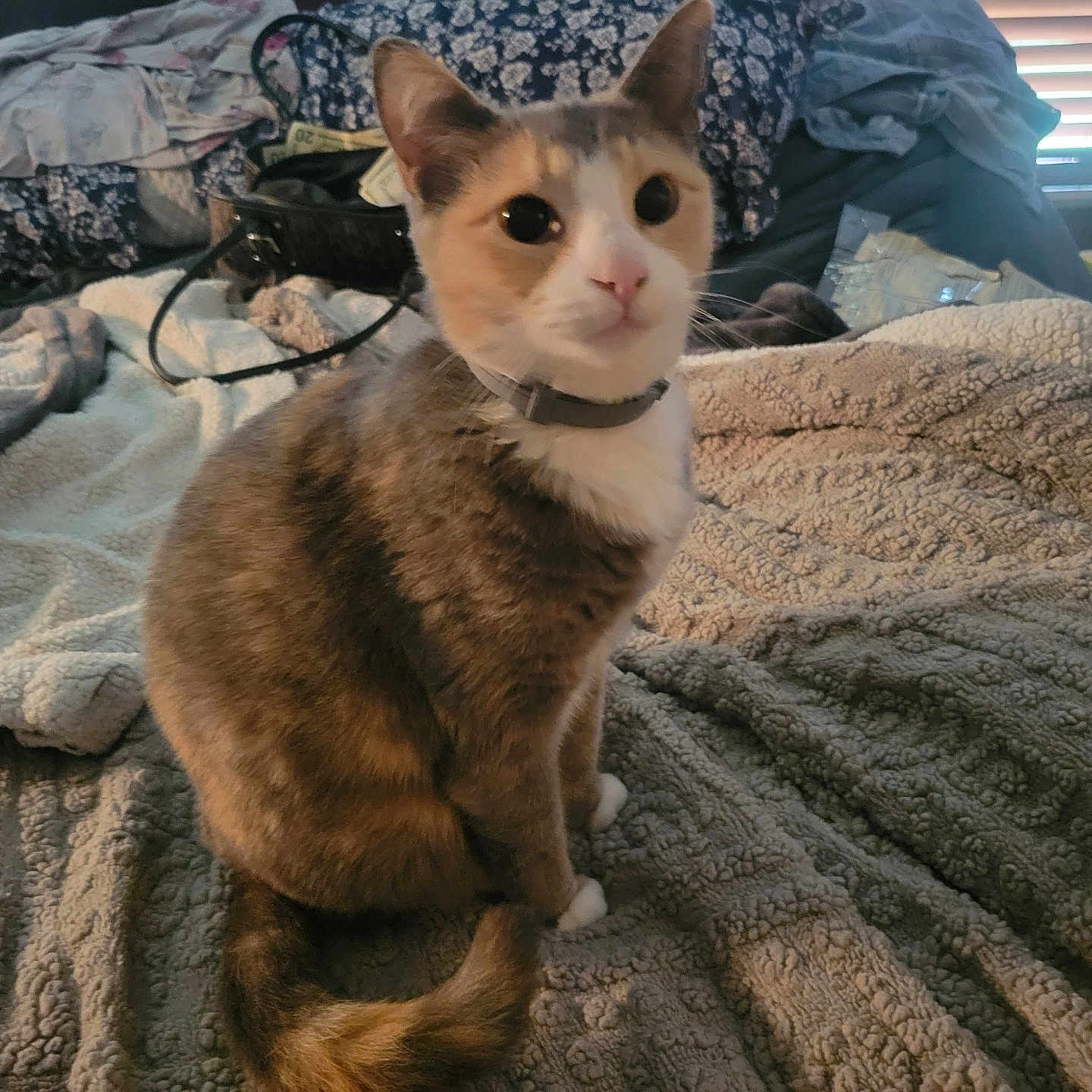 Cali
