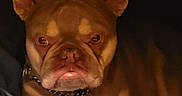 King Frenchy joined the competition — help win amazing prizes! animal, blanket, canine, closeup, collar, companion, cozy, cute, dog, ears, french_bulldog, fur, indoor, paw, pet, portrait, relaxed, resting, snuggle, warm_light