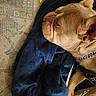 animal, blanket, blue_blanket, canine, carpet, closeup, collar, cute, dog, ears, french_bulldog, fur, home, indoor, paw, pet, relaxed, resting, sleeping, wrinkles