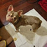 brown_dog, canine, curious, dog, domestic_animal, ears, floor_mat, flooring, furniture, household_items, indoor, looking_up, pet, red_cloth, room, scratching_post, shadow, small_dog, white_mat, wooden_floor