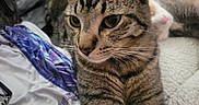 Leo is registered to the contest to win money with this photo: animal, bed, blanket, cat, close_up, comfort, companion, cozy, domestic, eyes, face, feline, fur, indoor, laying_down, pet, resting, soft_texture, tabby_cat, whiskers