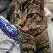 Leo is registered to the contest to win money with this photo: tabby_cat, cat, pet, animal, feline, close_up, yellow_eyes, whiskers, fur, striped, indoor, blanket, soft_texture, resting, cute, relaxed, companion, cozy, domestic_animal, two_cats