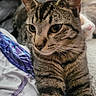 animal, blanket, cat, close_up, companion, cozy, cute, domestic_animal, feline, fur, indoor, pet, relaxed, resting, soft_texture, striped, tabby_cat, two_cats, whiskers, yellow_eyes