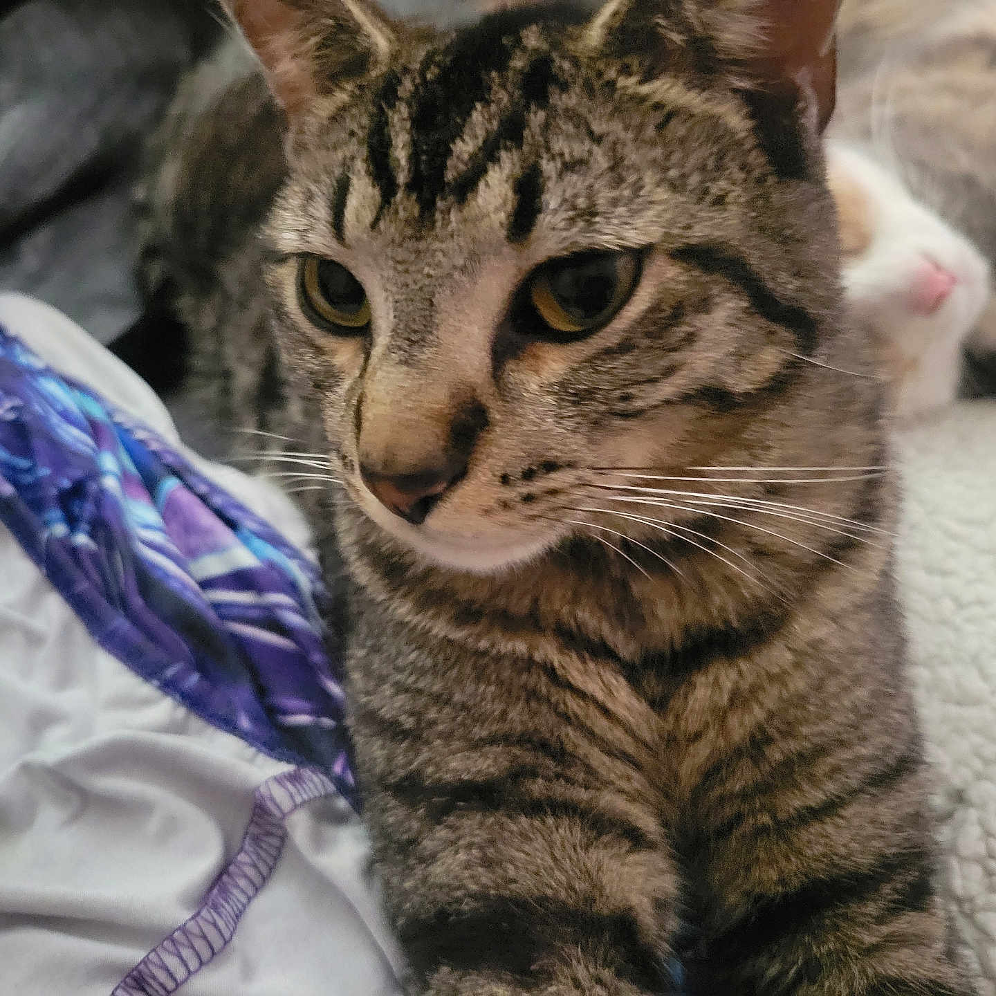 Leo is registered to the contest to win money with this photo: tabby_cat, cat, pet, animal, feline, close_up, yellow_eyes, whiskers, fur, striped, indoor, blanket, soft_texture, resting, cute, relaxed, companion, cozy, domestic_animal, two_cats