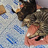 Leo is registered to the contest to win money with this photo: animal, calico_cat, cat, companion, cozy, curious, domestic, floor, fur, indoor, laying, looking, pet, pink_towel, relaxed, resting, tabby_cat, texture, towel, two_cats