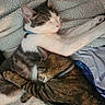 Leo joined the competition — help win amazing prizes! animal, blanket, cat, collar, comfort, companion, cozy, cute, friendship, fur, indoors, pets, relaxing, resting, sleeping, snuggling, soft, tabby_cat, warm, white_cat