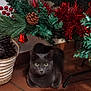 Tacha participe au concours pour gagner de l'argent avec cette photo : animal, basket, cat, christmas_tree, close_up, curious, domestic_cat, feline, festive, floor_tiles, gray_cat, greenery, holiday_decorations, indoor, pet, pine_cone, red_bell, red_berries, sitting, tinsel
