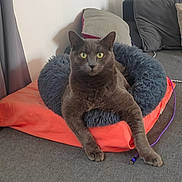 Tacha a rejoint le concours — aidez-le/la à gagner de superbes lots ! animal, cat, couch, cozy, cushion, domestic, feline, fluffy_bed, furniture, gray_cat, gray_fabric, indoor, living_room, looking_at_camera, orange_cushion, pet, pillows, relaxed, resting, yellow_eyes