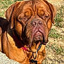 animal, brown_dog, canine, close_up, collar, daylight, dog, expression, face, fence, grass, jowls, mammal, nature, outdoor, pet, pet_tag, portrait, sunlight, wrinkles