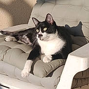 Crapule a rejoint le concours — aidez-le/la à gagner de superbes lots ! black_and_white, cat, chair, comfortable, cushion, domestic_animal, ears, feline, fur, home, indoor, lounging, paw, pet, portrait, relaxed, resting, shadow, sunlight, whiskers