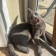 Mochi joined the competition — help win amazing prizes! cat, gray_cat, pet, indoor, sunlight, shadow, glass_door, wooden_floor, playful, feline, animal, cute, whiskers, ears, tail, tongue, looking_up, texture, daylight, relaxed