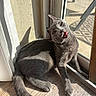 cat, gray_cat, pet, indoor, sunlight, shadow, glass_door, wooden_floor, playful, feline, animal, cute, whiskers, ears, tail, tongue, looking_up, texture, daylight, relaxed