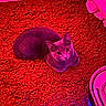 Mochi is registered to the contest to win money with this photo: cat, indoor, carpet, red, magenta_lighting, pet, feline, floor, texture, animal, curious, relaxed, modern, device, home, cozy, fur, whiskers, eyes, resting
