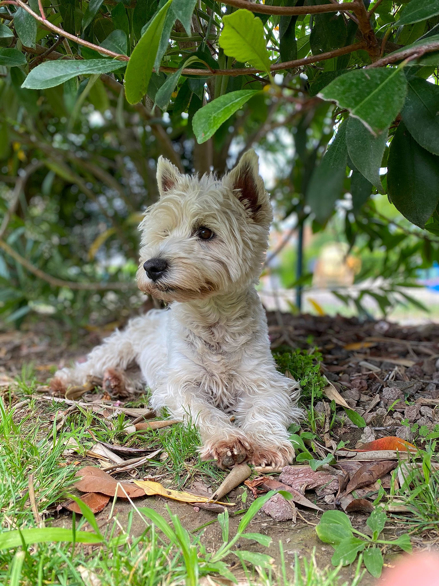 Gina a rejoint le concours — aidez-le/la à gagner de superbes lots ! biewer_terrier, canidae, carnivore, companion_dog, dog, dog_breed, dog_supply, fawn, grass, groundcover, plant, small_terrier, snout, sporting_group, tail, terrestrial_plant, terrier, toy_dog, working_animal, yorkshire_terrier