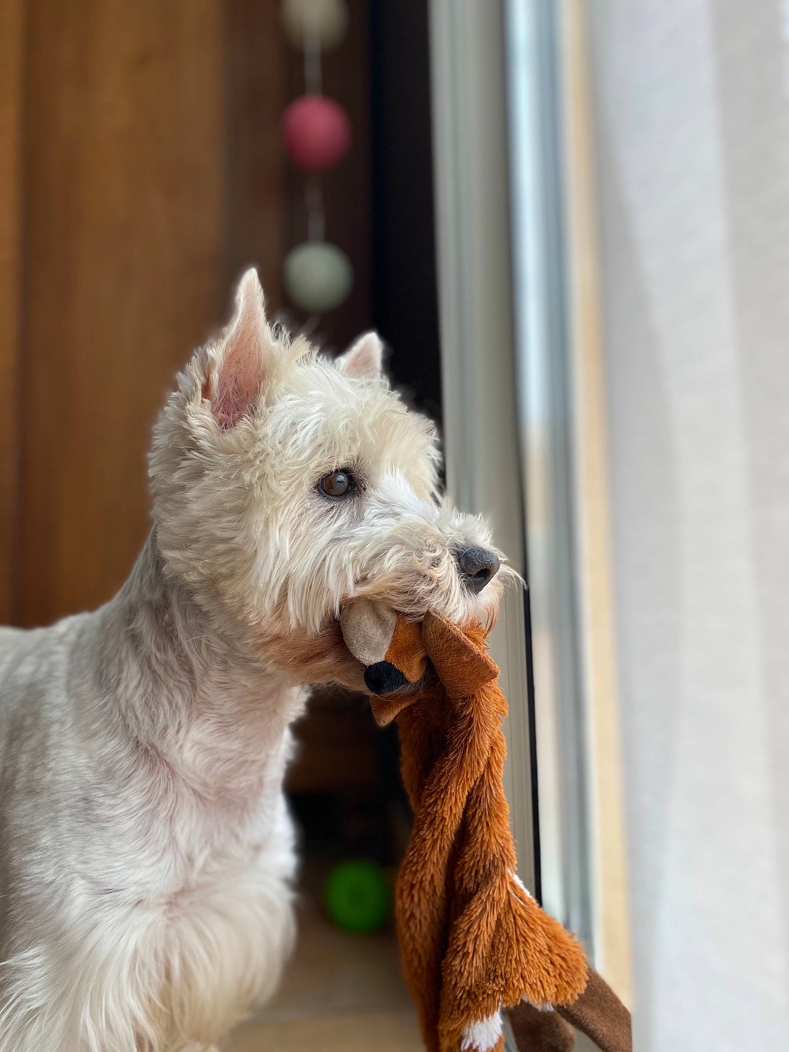Gina participe au concours pour gagner de l'argent avec cette photo : canidae, carnivore, collar, companion_dog, dog, dog_breed, dog_supply, fashion_accessory, fawn, felidae, fur, small_terrier, snout, sporting_group, tail, terrestrial_animal, terrier, toy, wood, working_animal