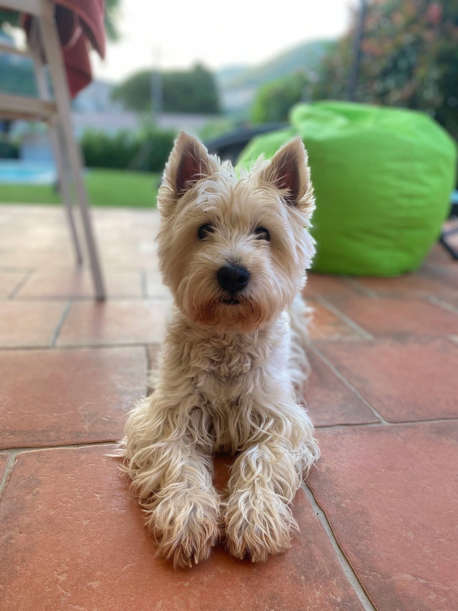 Gina a rejoint le concours — aidez-le/la à gagner de superbes lots ! canidae, carnivore, collar, companion_dog, dog, dog_breed, dog_supply, fawn, flooring, fur, grass, plant, road_surface, small_terrier, snout, sporting_group, terrier, toy_dog, working_animal, yorkshire_terrier