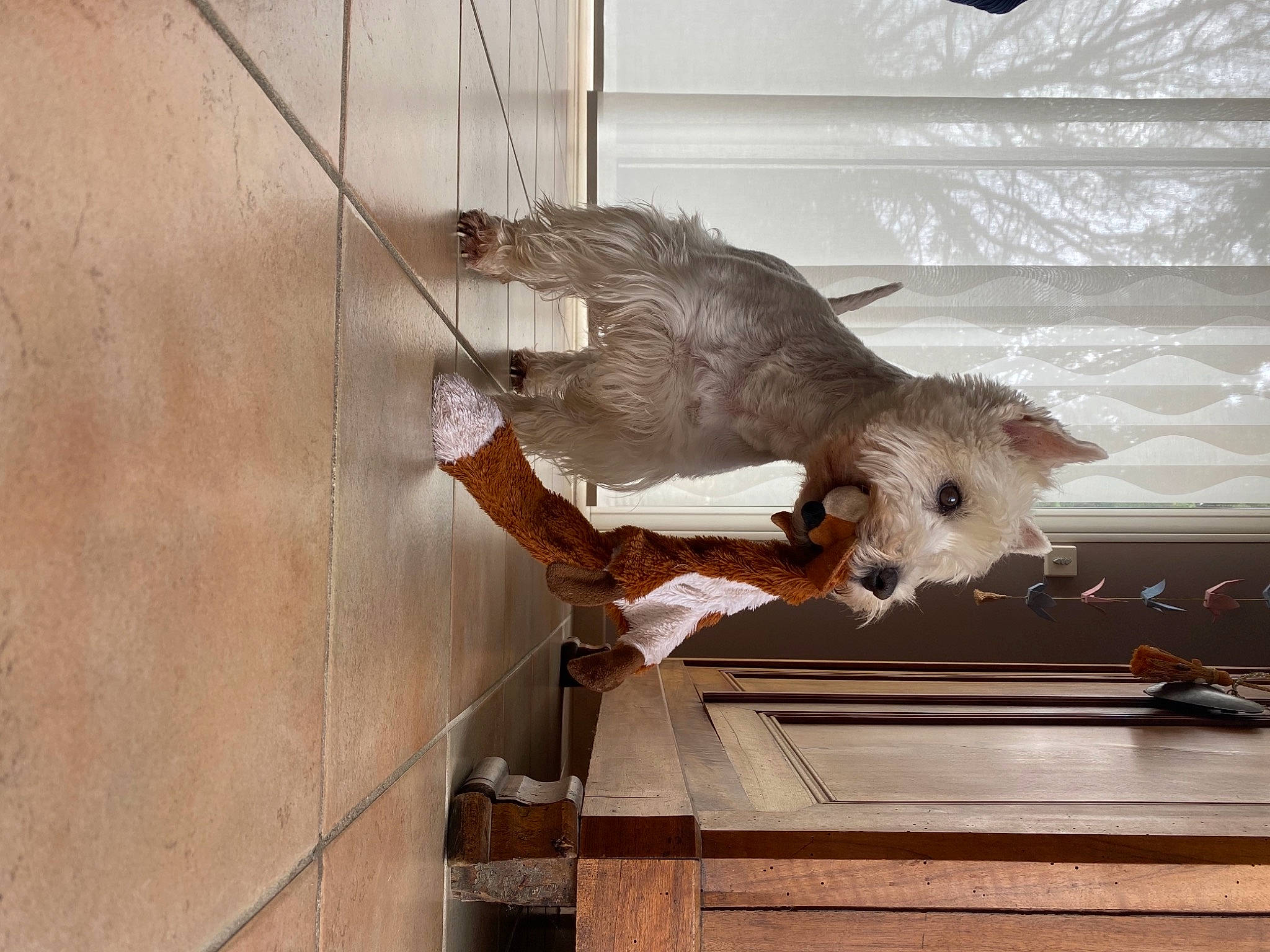 Gina a rejoint le concours — aidez-le/la à gagner de superbes lots ! beak, cockatiel, cockatoo, fawn, feather, fur, hardwood, muroidea, pet_supply, rat, rodent, room, tail, whiskers, wing, wood